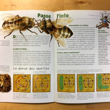 Des abeilles, double page. La communication